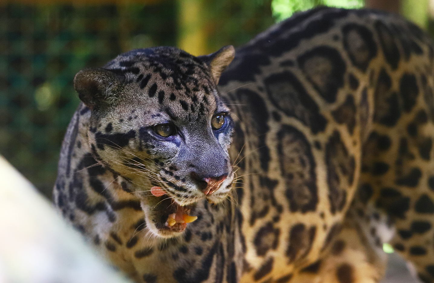 Borneo Sunda clouded leopard
