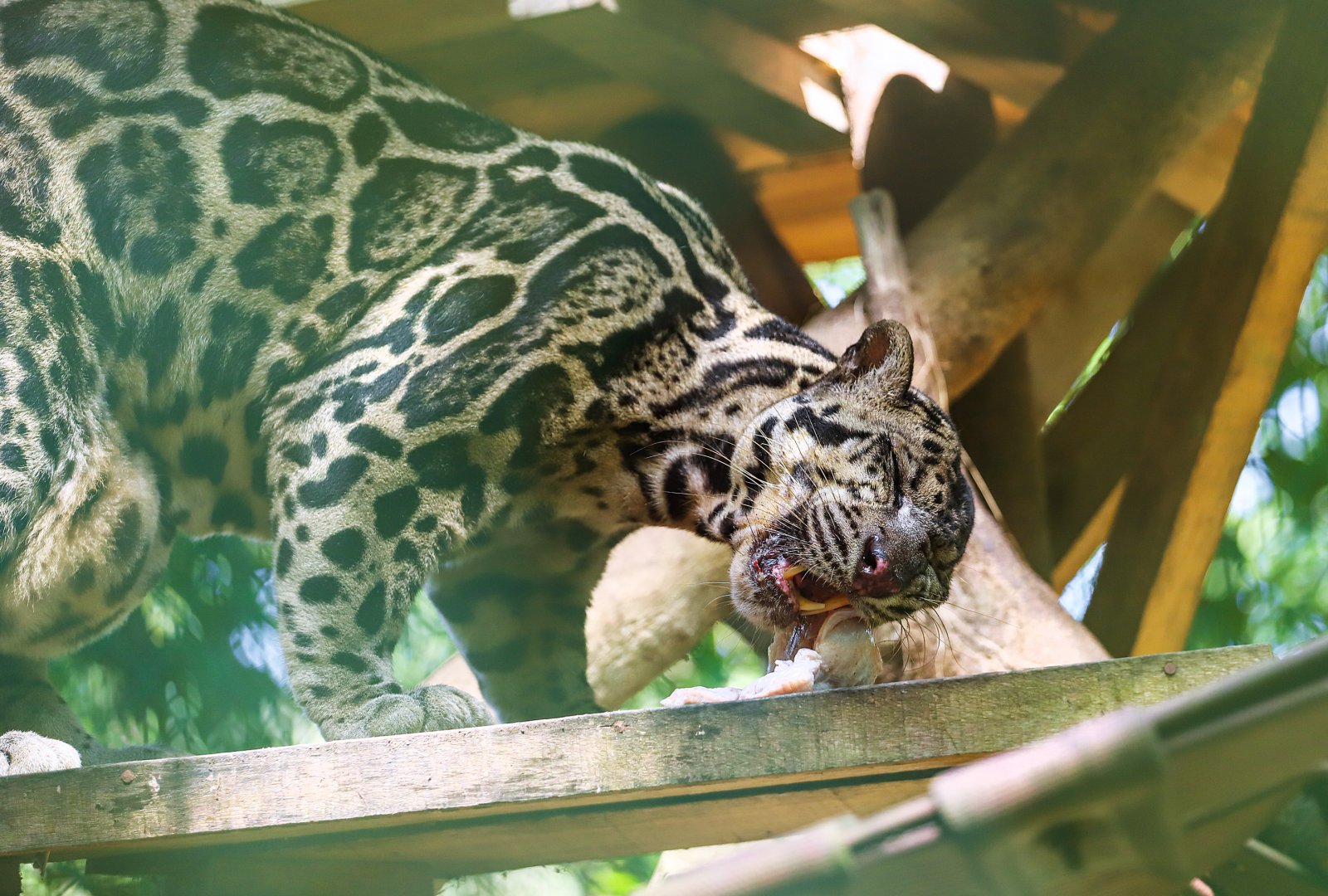Borneo Sunda clouded leopard