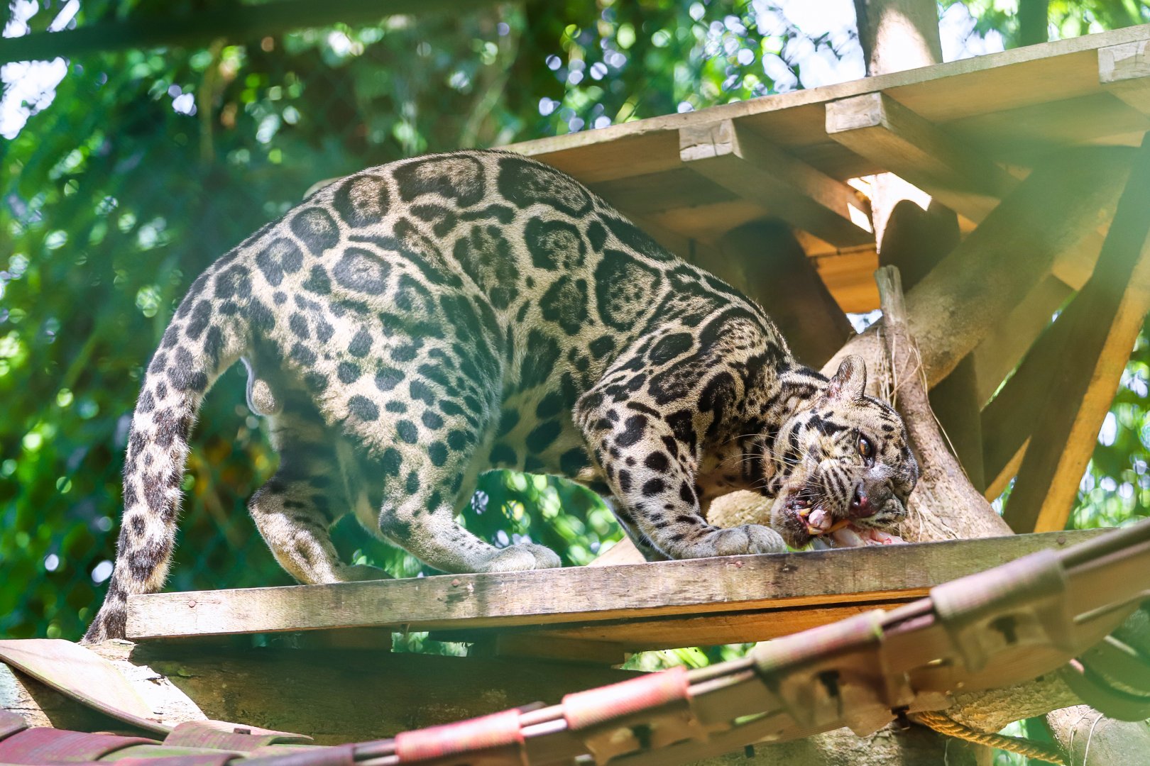 Borneo Sunda clouded leopard