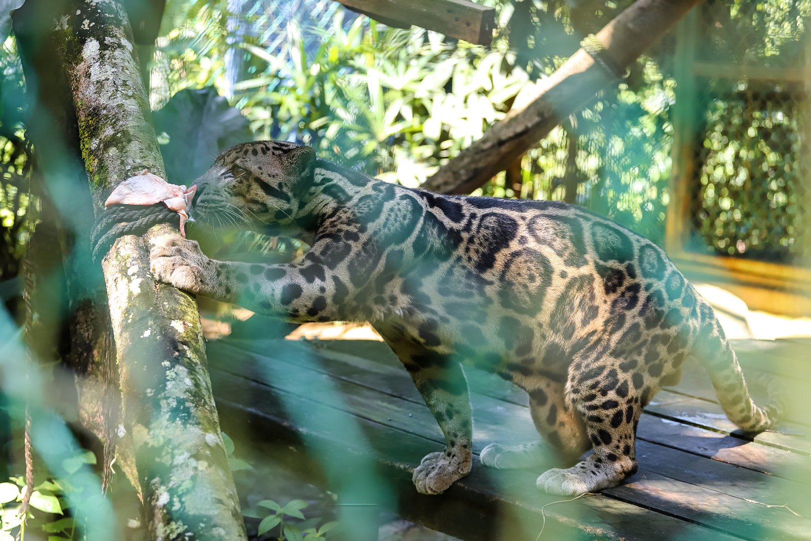 Borneo Sunda clouded leopard