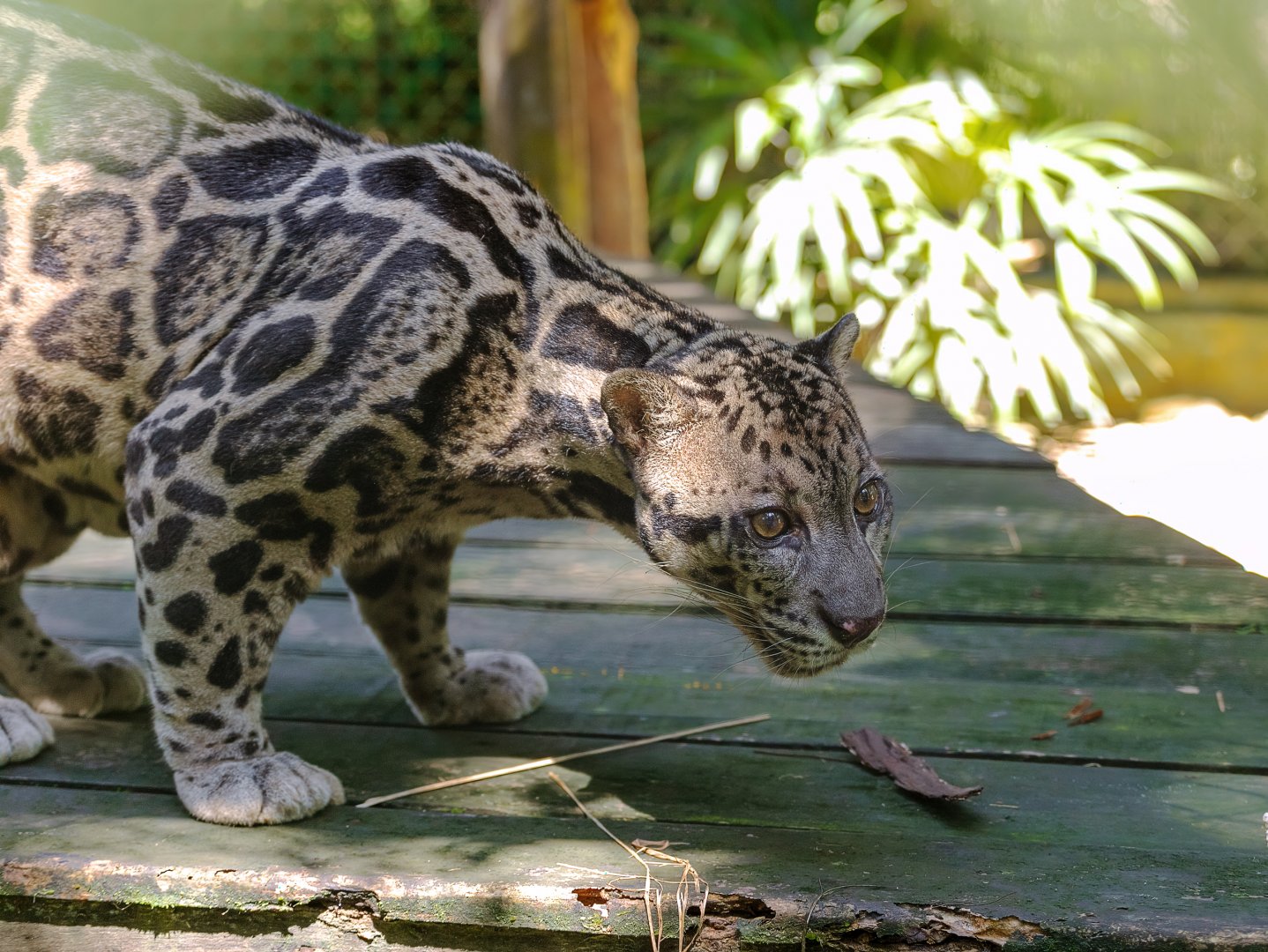 Borneo Sunda clouded leopard
