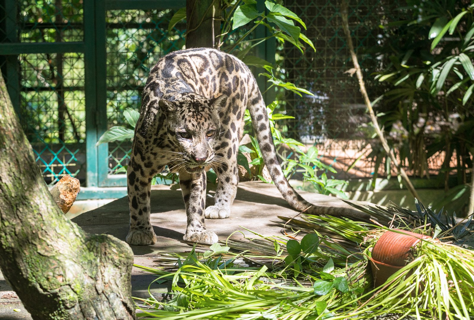 Borneo Sunda clouded leopard