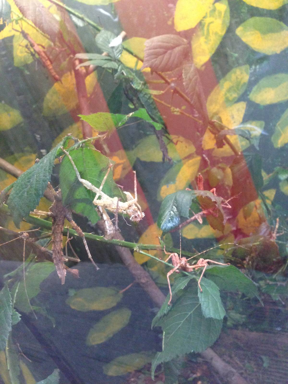 Borneo Thornies at Tropical World - 02/10/2013