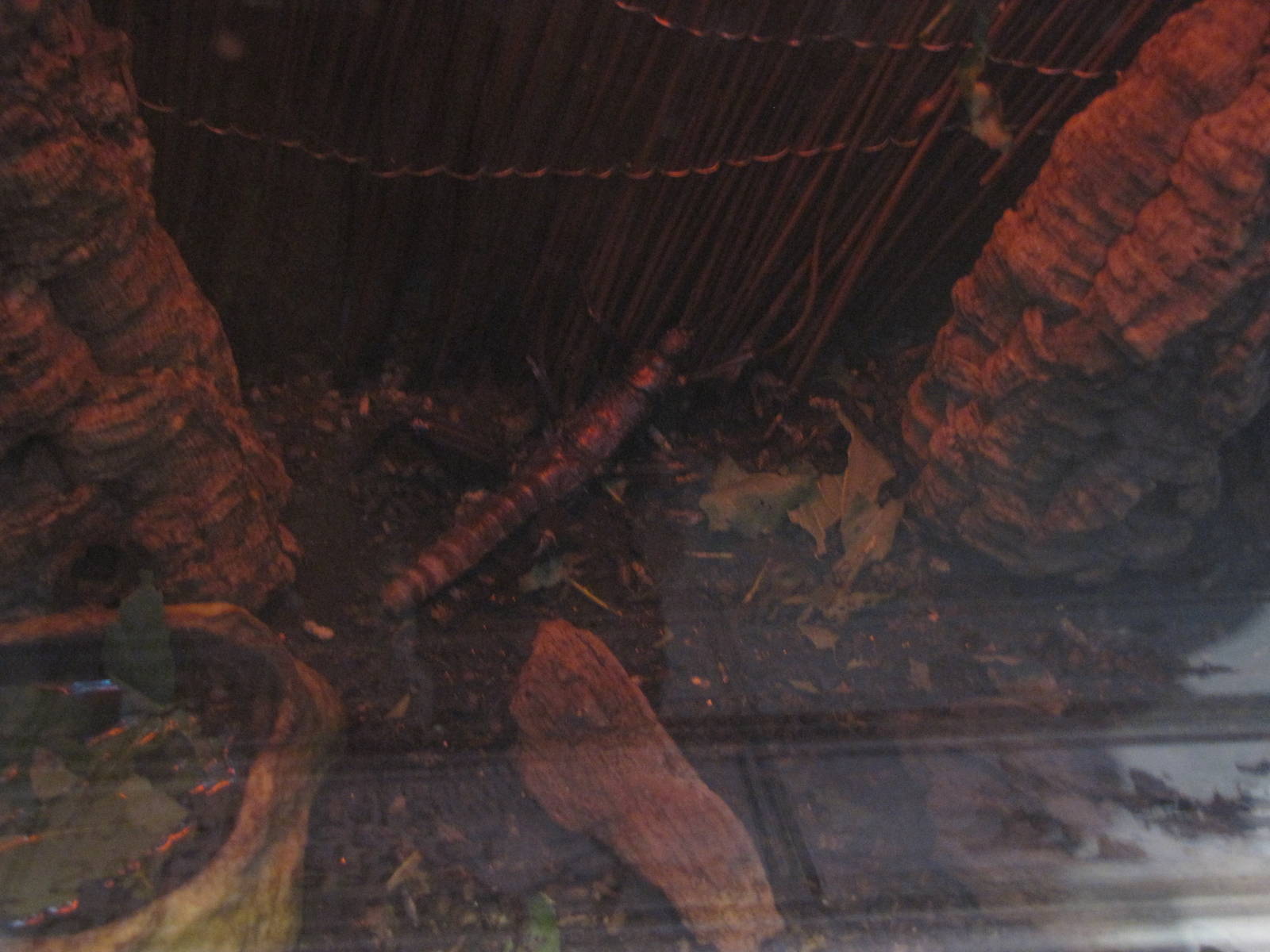 borneo thorny stick insect