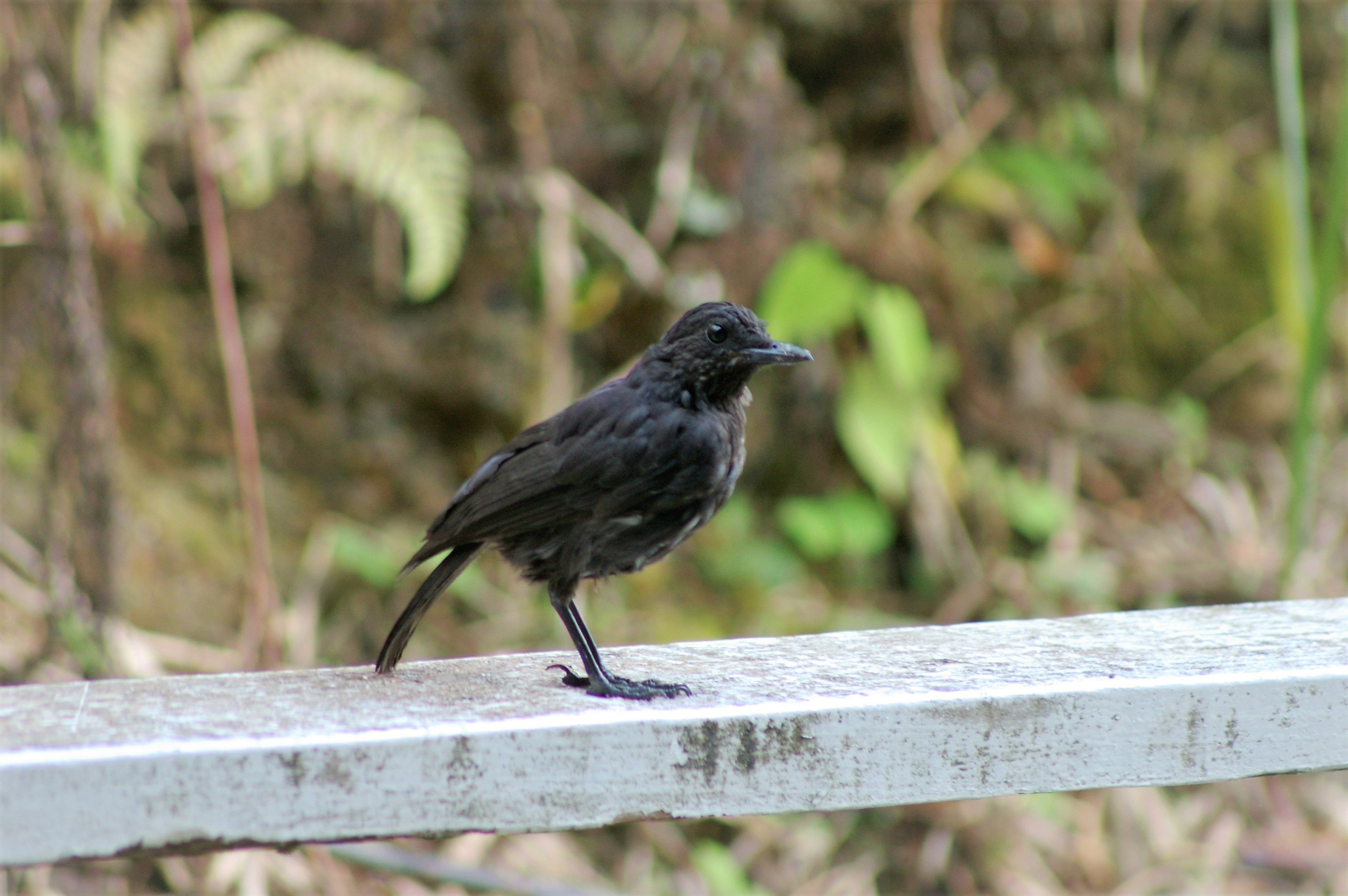 Borneo Whistling Thrush (Myophonus borneensis)