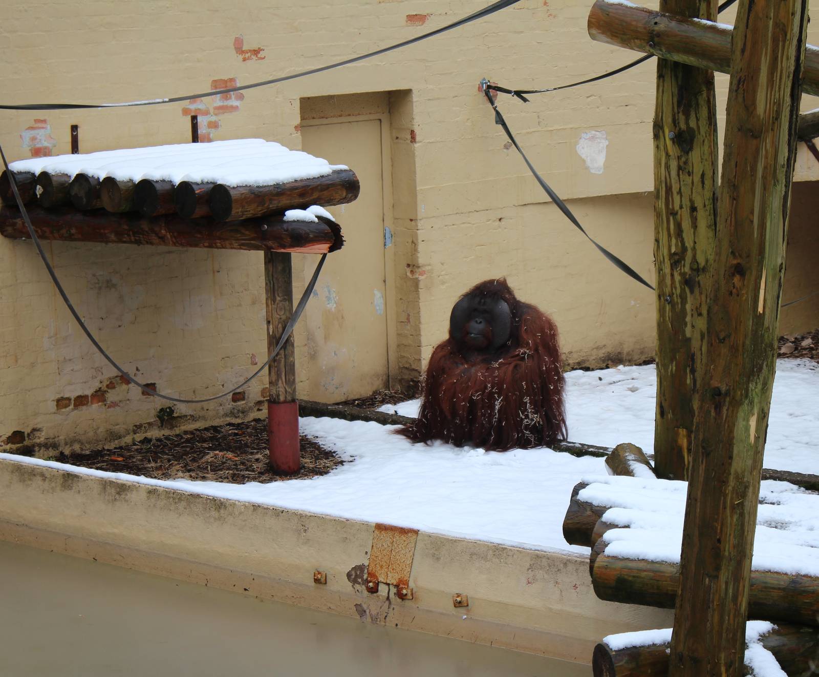 Borneon Orang in snow