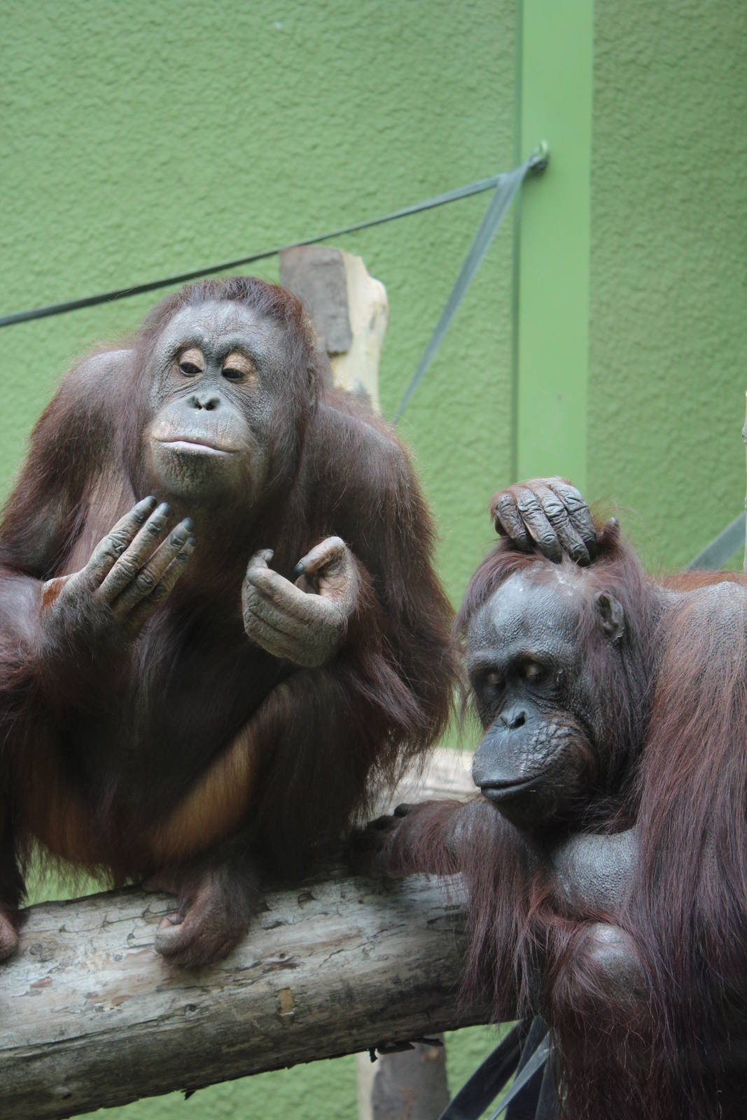 Borneon Orangs - 31 May 2015