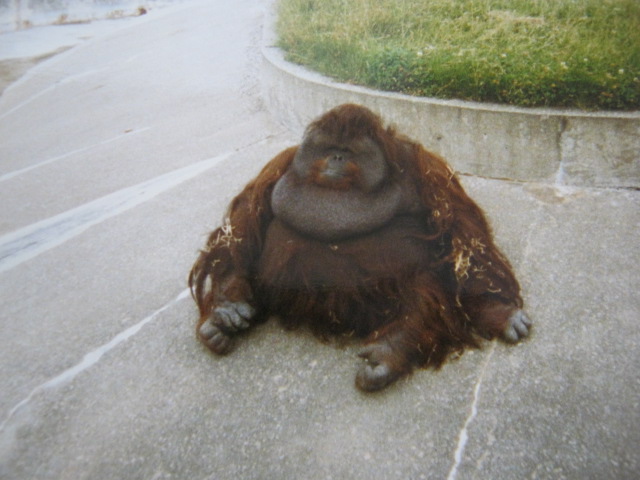 Borneon Orangutan