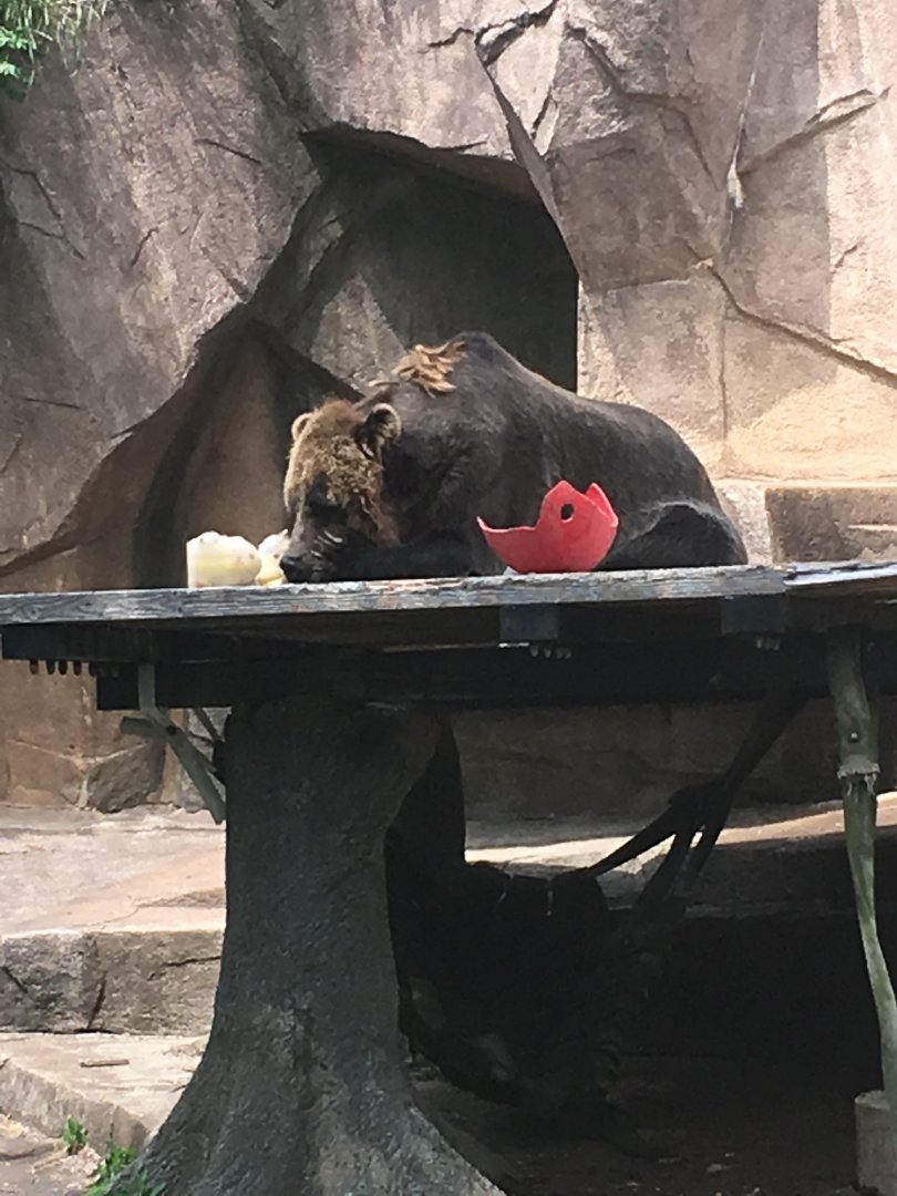 Borris | Milwaukee County Zoo