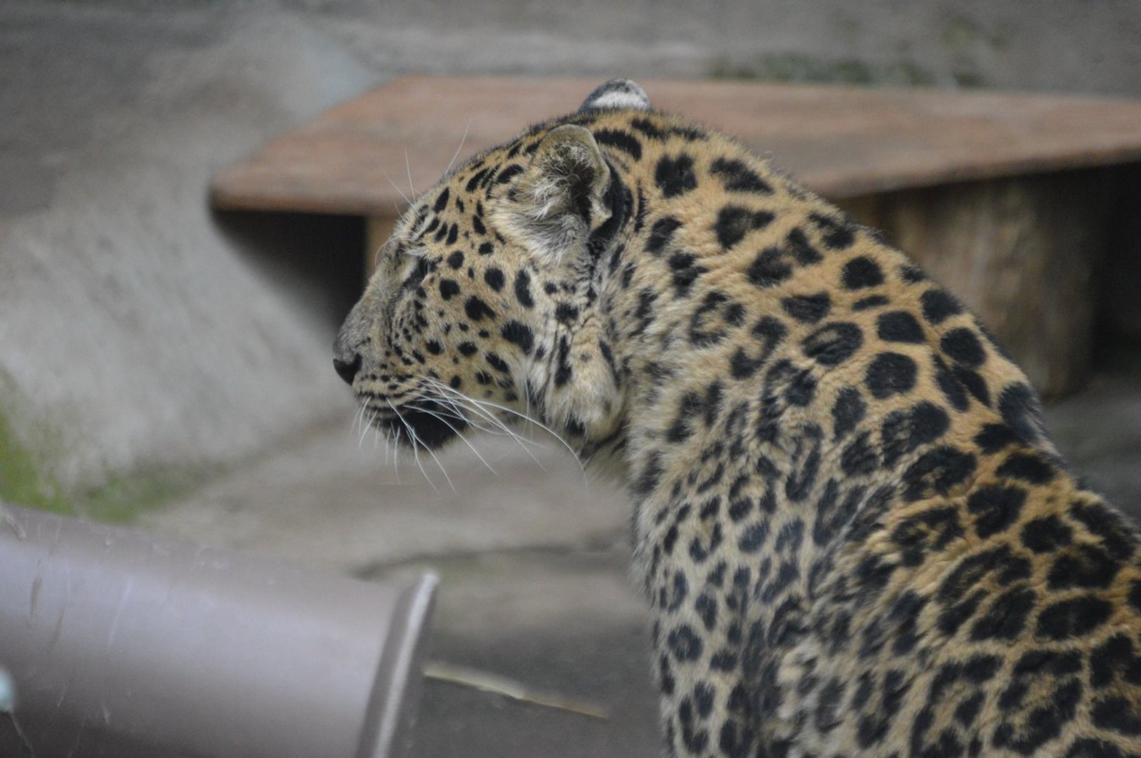 Borris, Panthera pardus orientalis