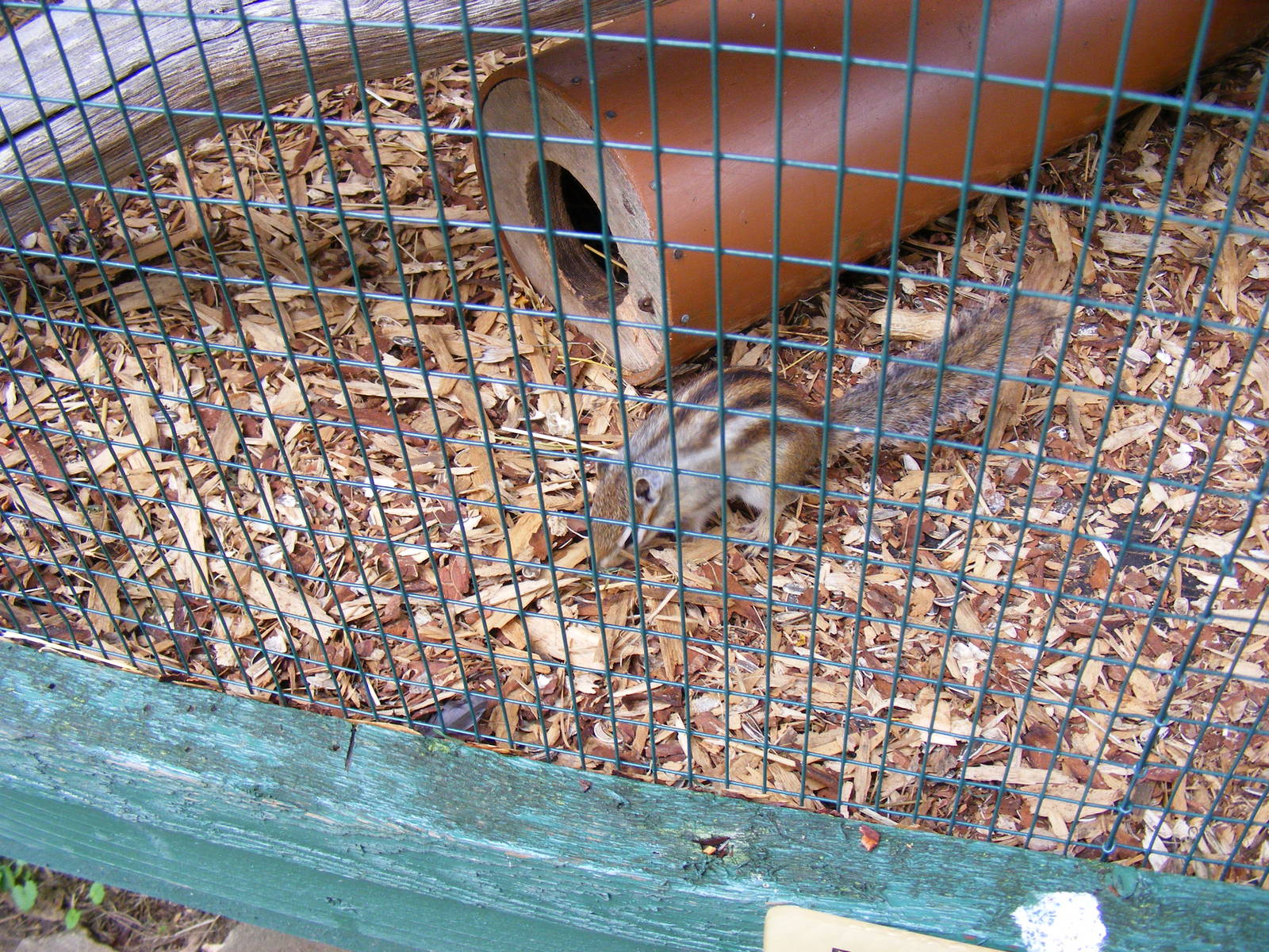 Borunduki (Siberian chipmunk) at Thrigby Hall, 14 September 2010