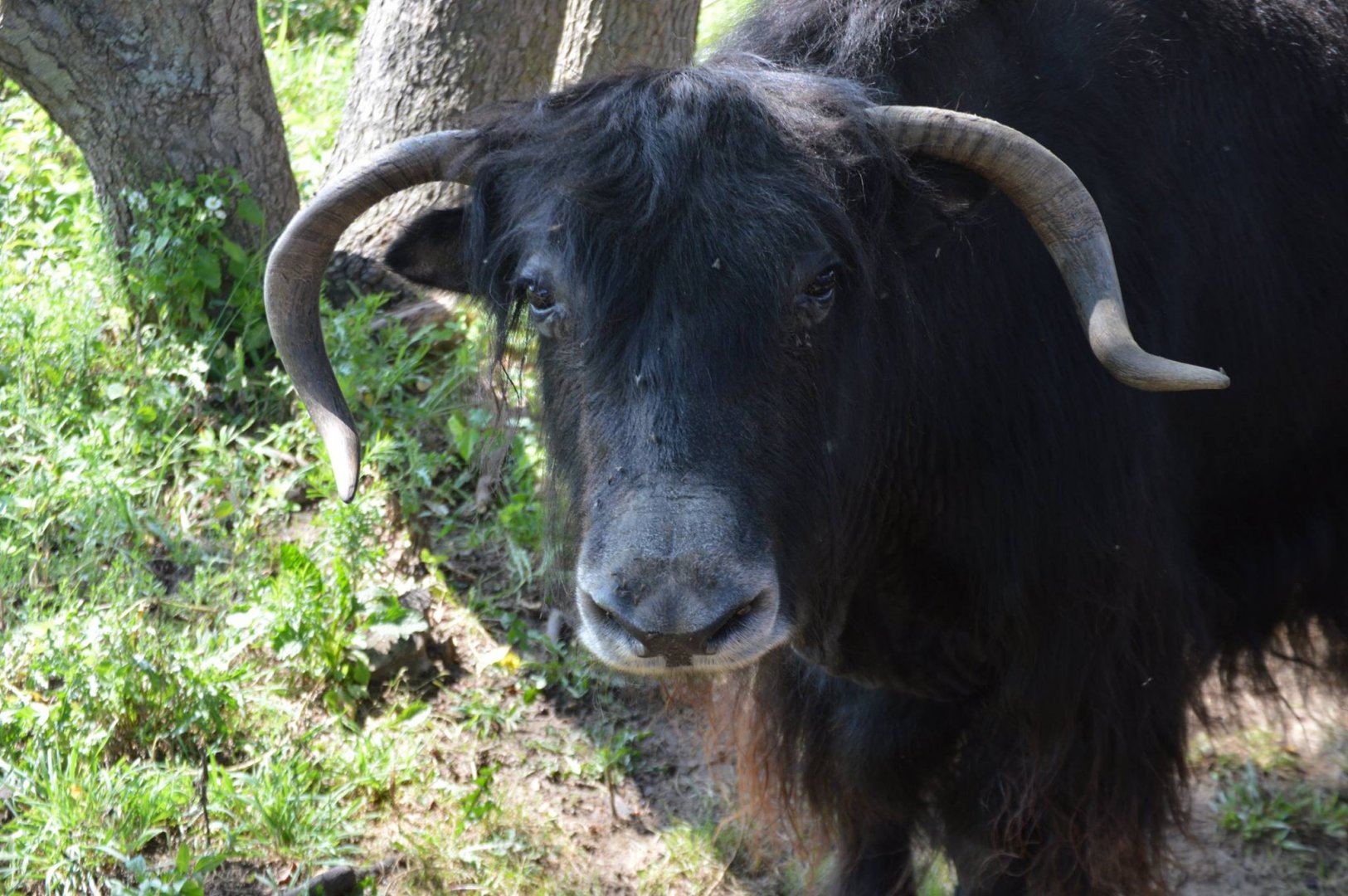 Bos grunniens - Safari Lake Geneva