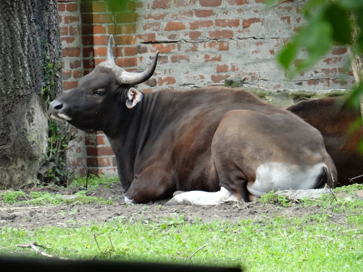 Bos javanicus javanicus