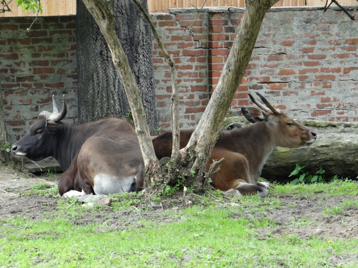 Bos javanicus javanicus