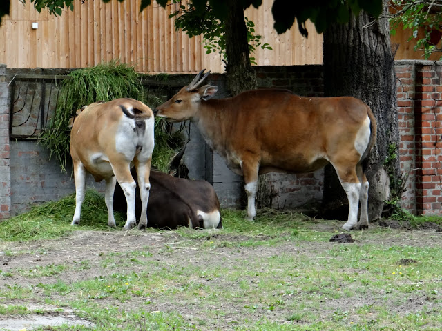 Bos javanicus javanicus