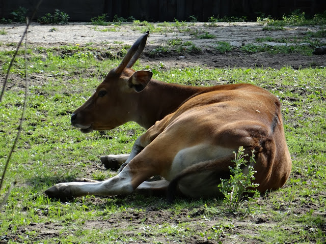 Bos javanicus javanicus