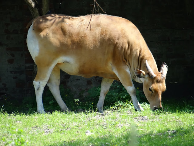 Bos javanicus javanicus