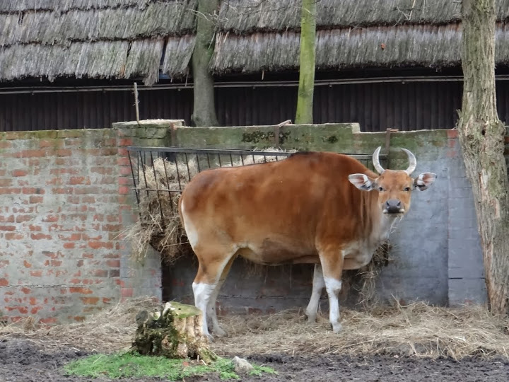 Bos javanicus javanicus