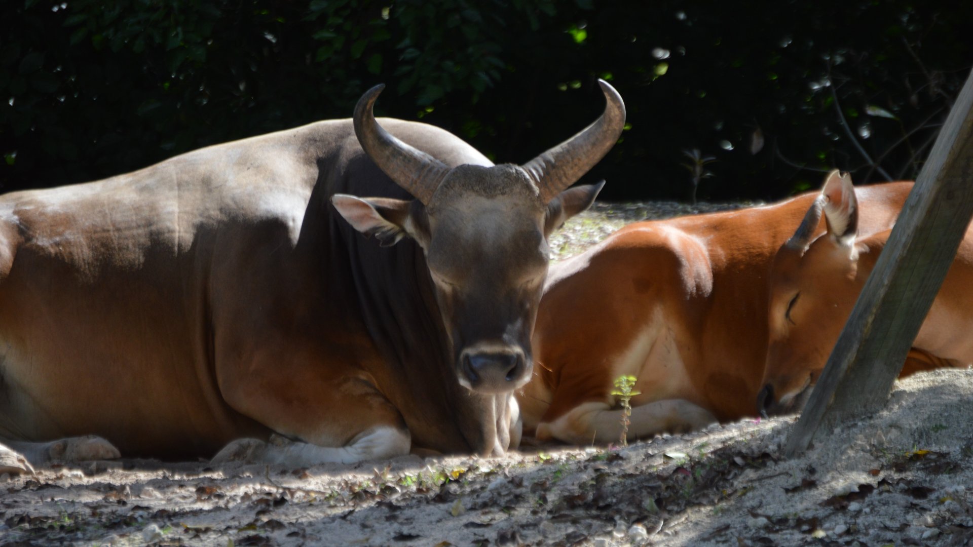 Bos javanicus javanicus