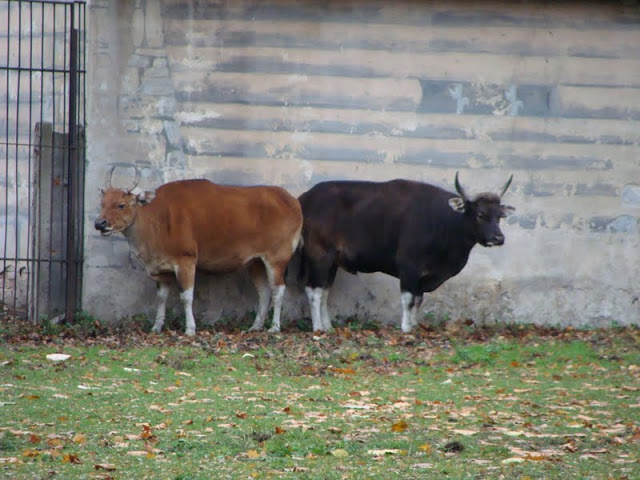 Bos javanicus