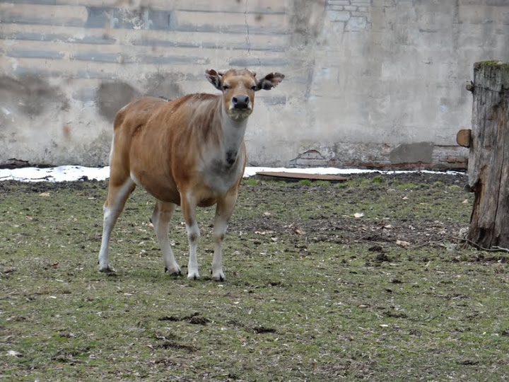 Bos javanicus