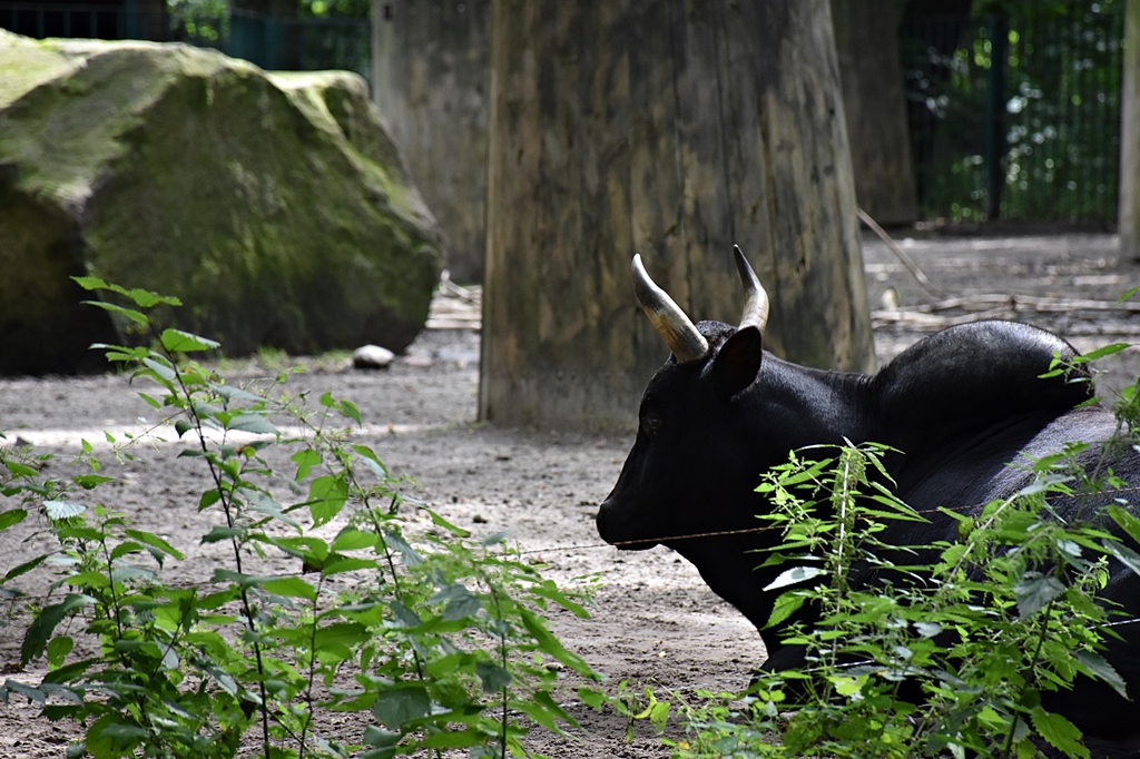 Bos primigenius f.taurus