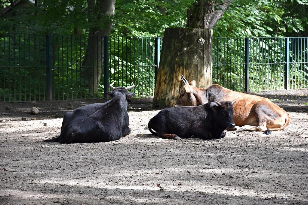 Bos primigenius f.taurus