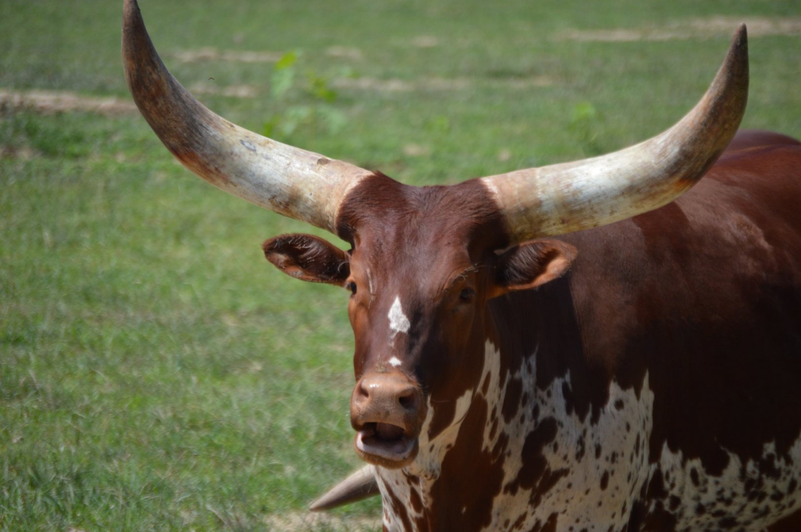 Bos primigenius taurus