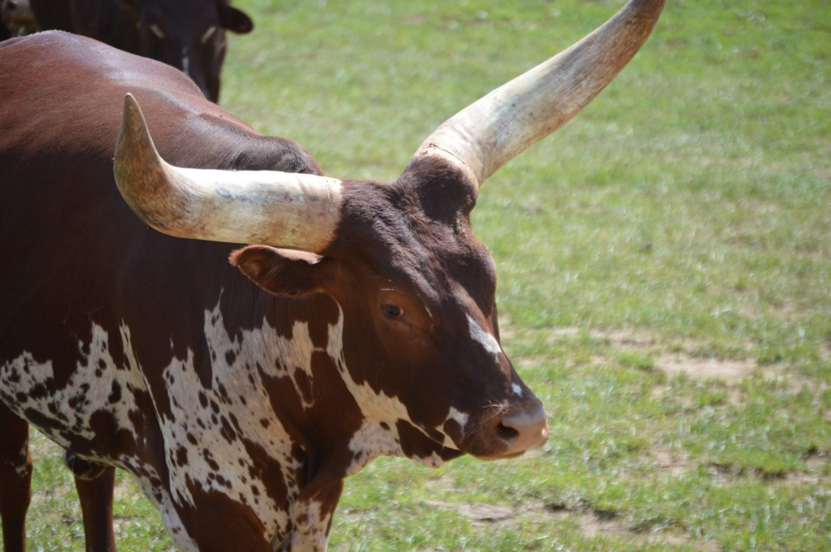 Bos taurus - Safari Lake Geneva