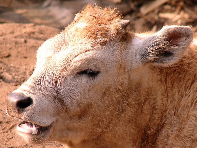 Bos taurus taurus hungarian / Hungarian steppe cow (calf), 11-06-2011