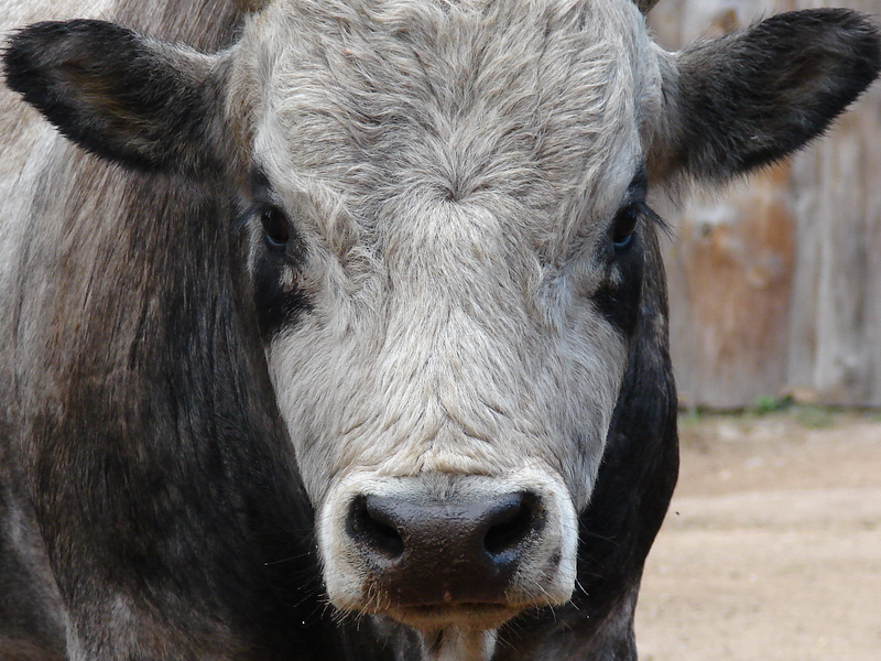 Bos taurus taurus hungarian / Hungarian steppe cow (male), 11-06-2011