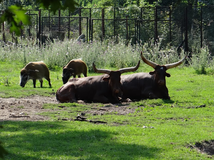 Bos taurus taurus watusi / Potamochoerus porcus