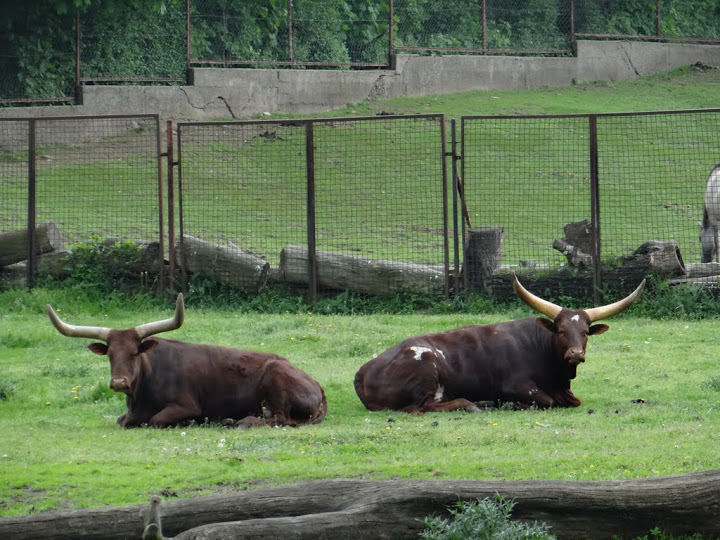 Bos taurus taurus watusi