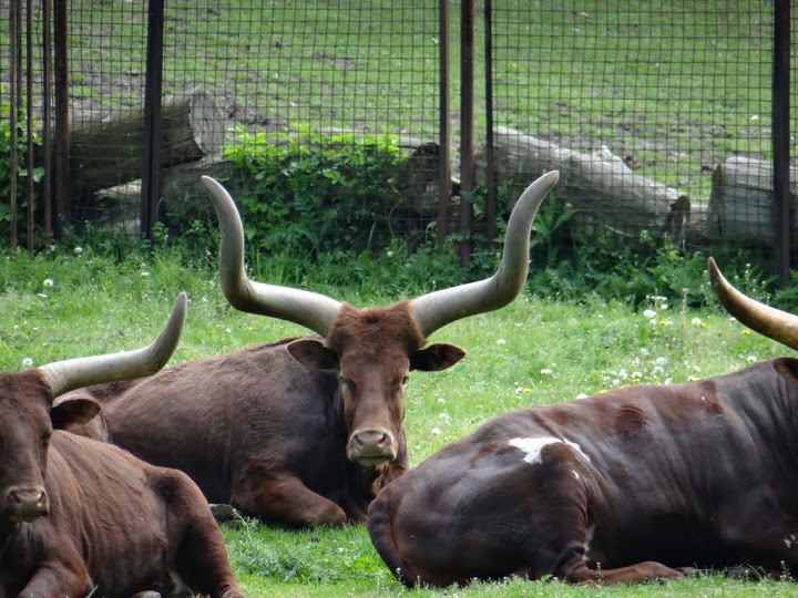Bos taurus taurus watusi