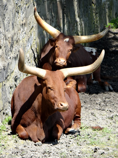 Bos taurus taurus watusi