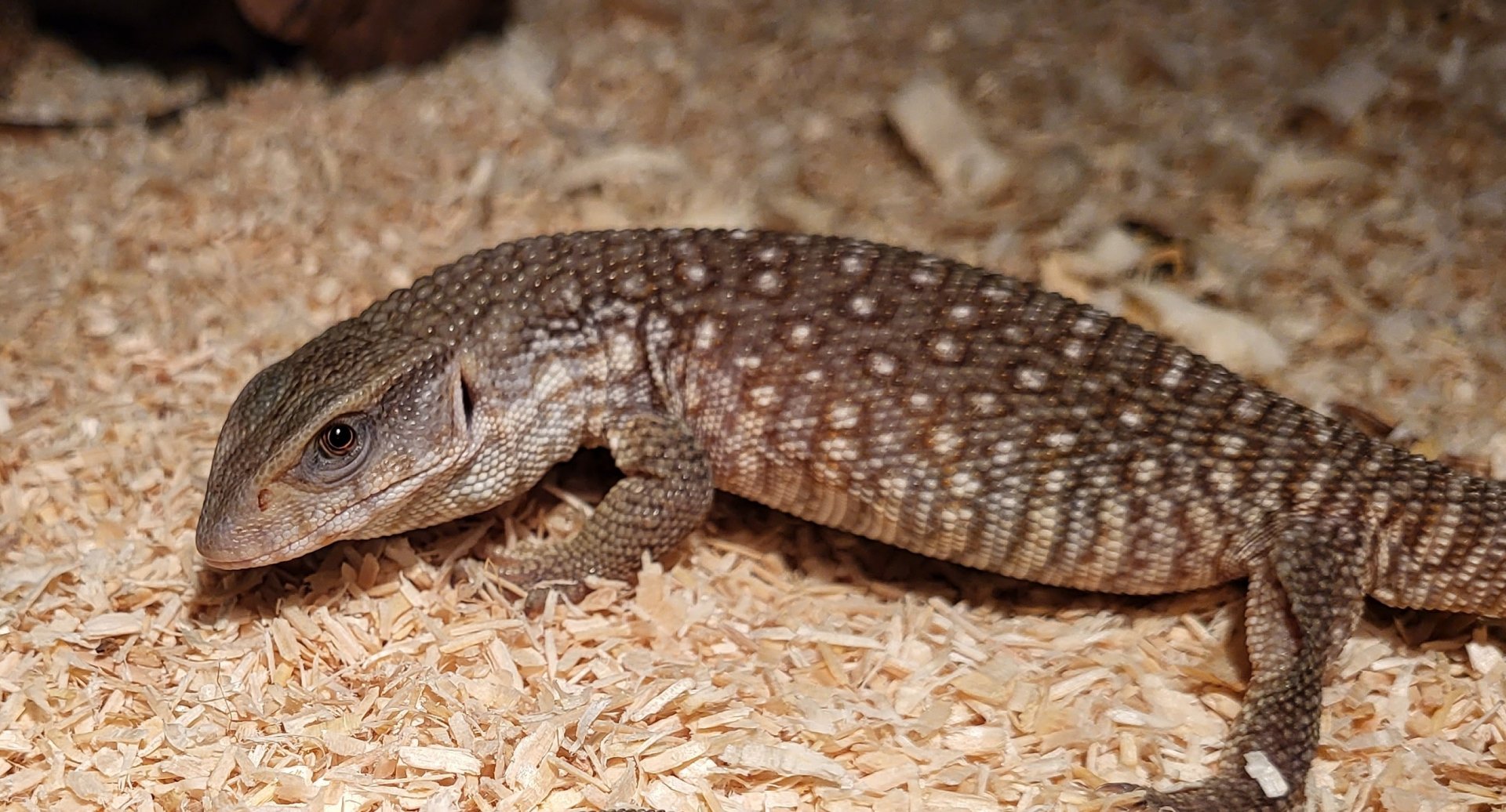 Bosc monitor - juvenile