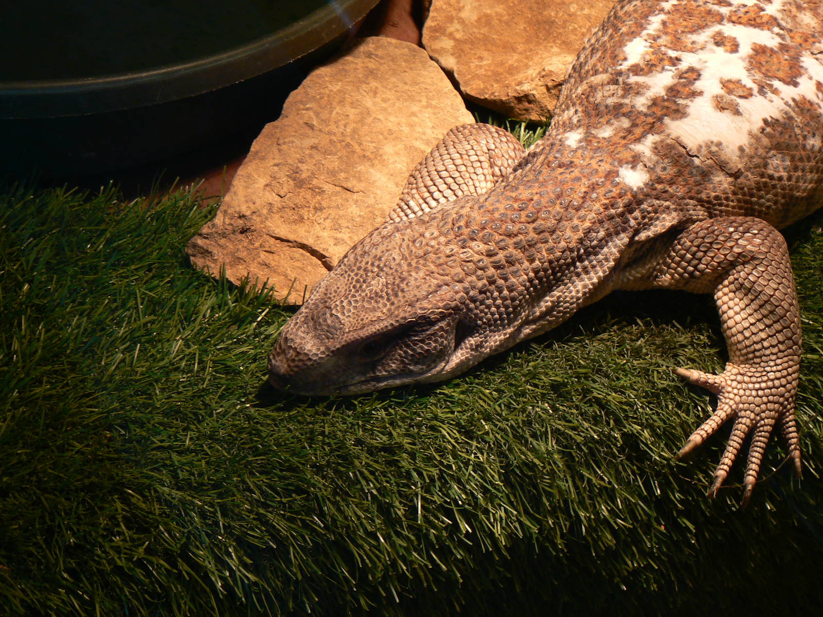 Bosc Monitor