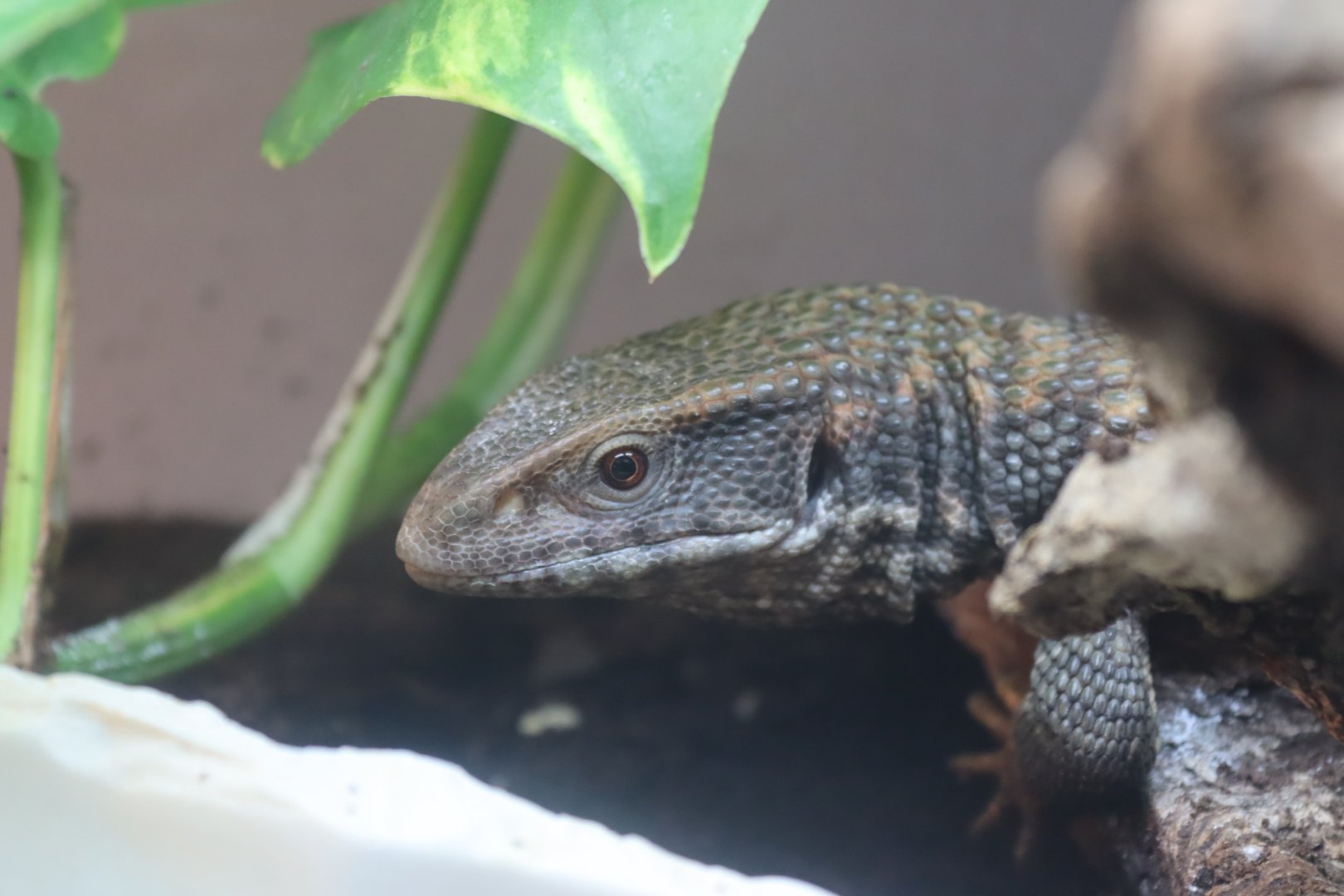 Bosc Monitor