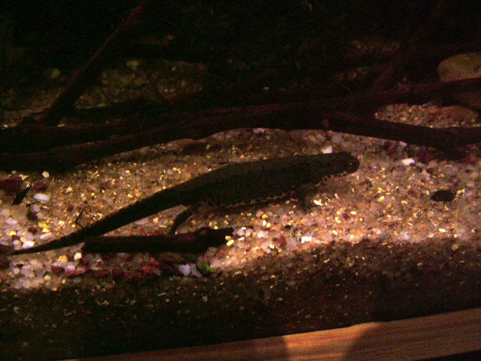 Bosca's Newt at Vasco da Gama Aquarium, 25/05/11
