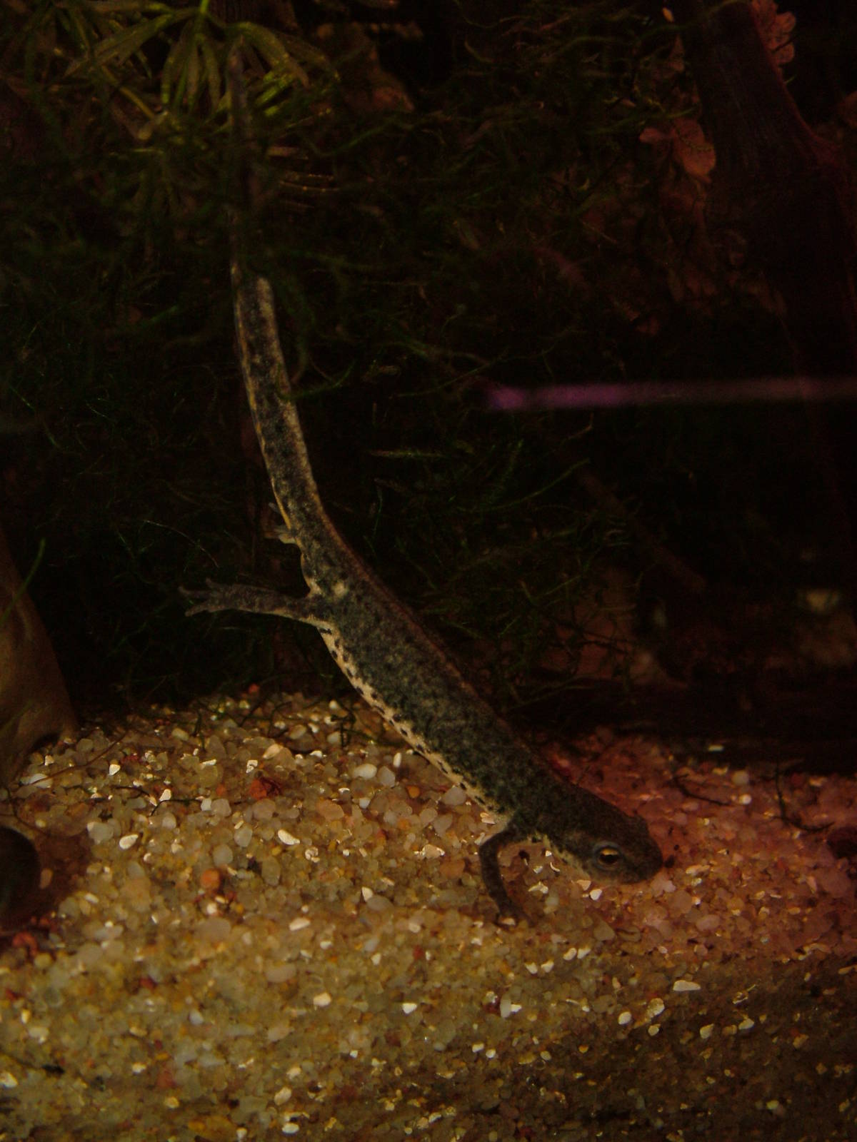 Bosca's Newt at Vasco da Gama Aquarium, 25/05/11