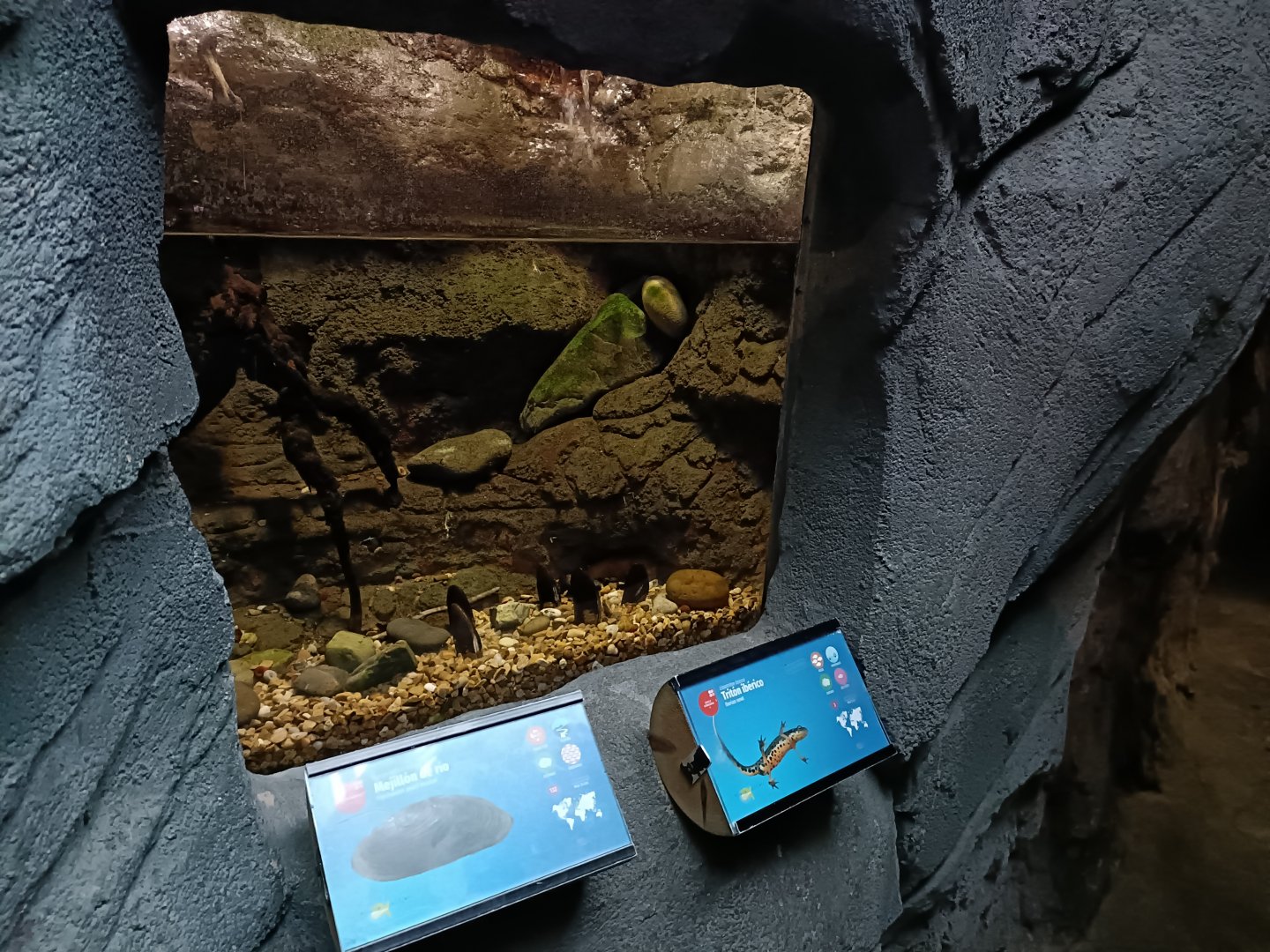 Bosca's newt exhibit - Bioparc Acuario de Gijón