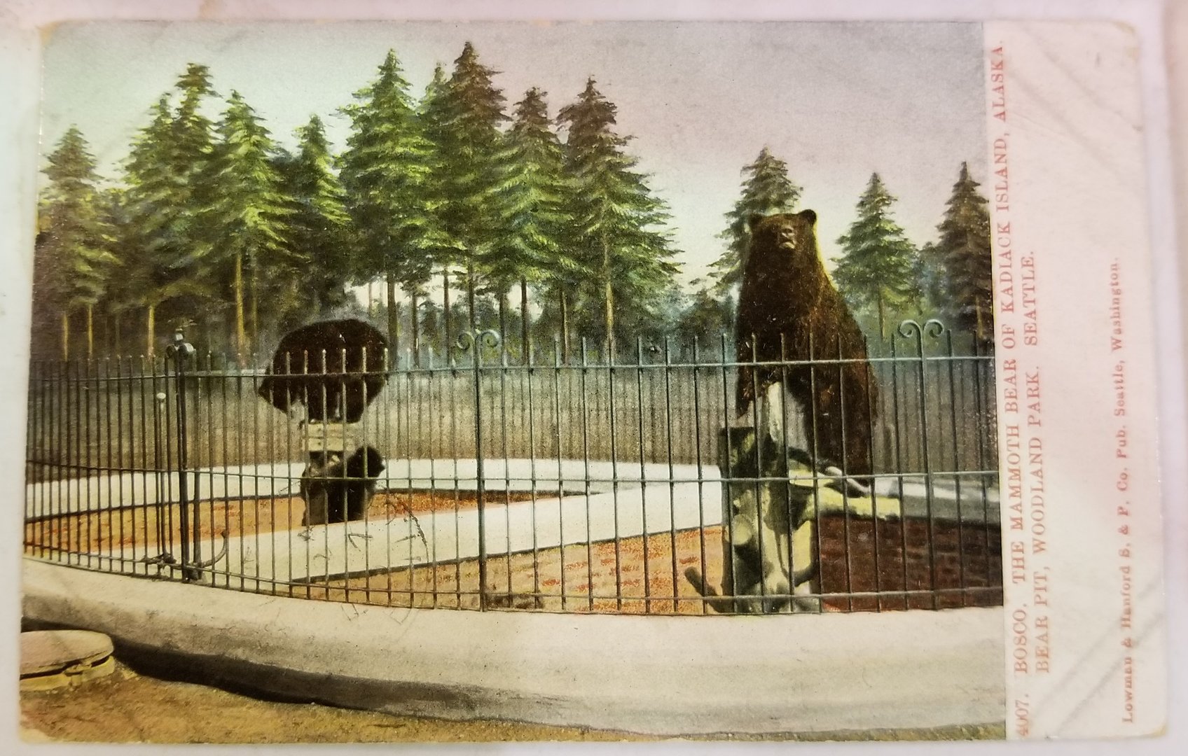 "Bosco" and co. (Kodiak bears)