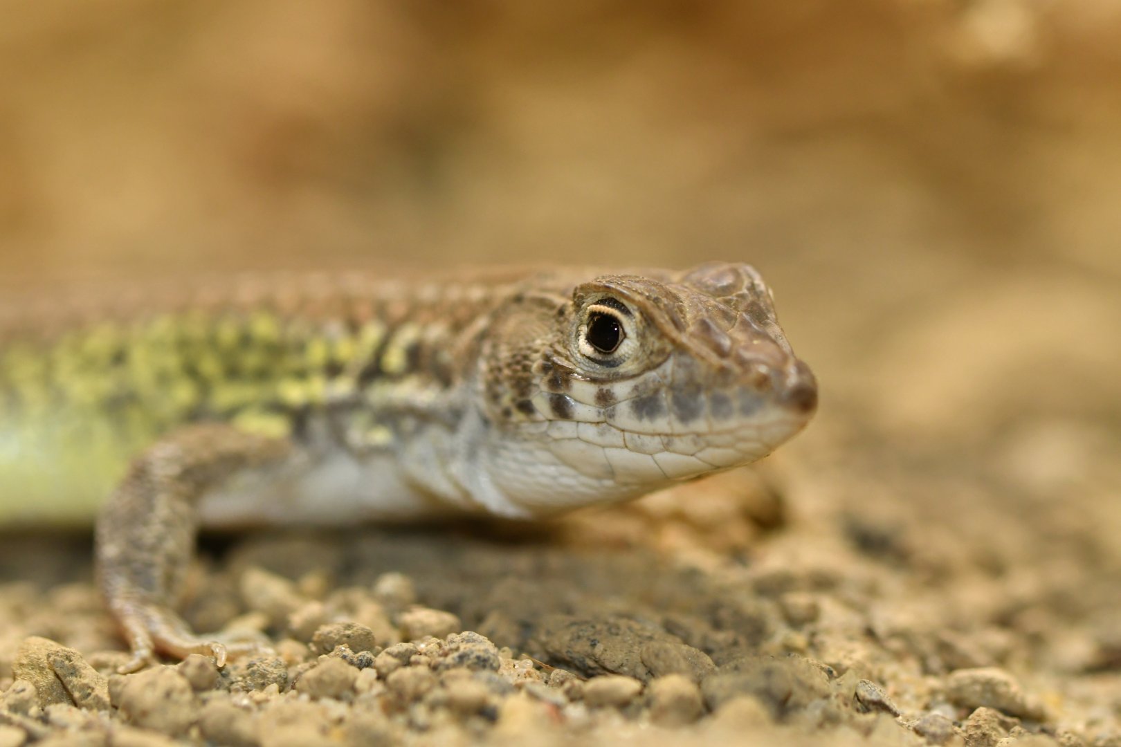 Bosc's fringe-toed lizard (Acanthodactylus boskianus)