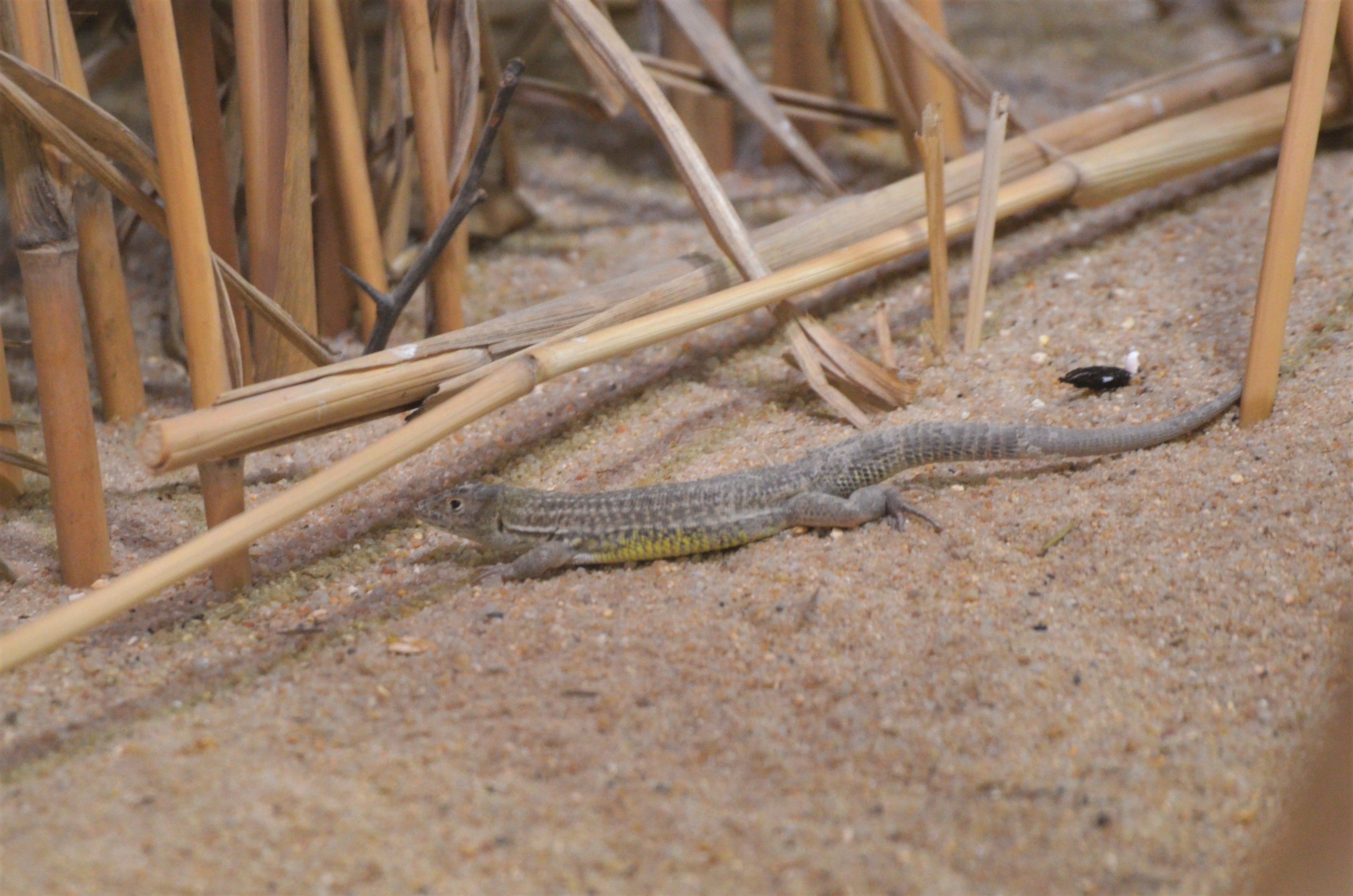 Bosc’s Fringe-toed Lizard - Desert House at Nuremberg, 08/09/19