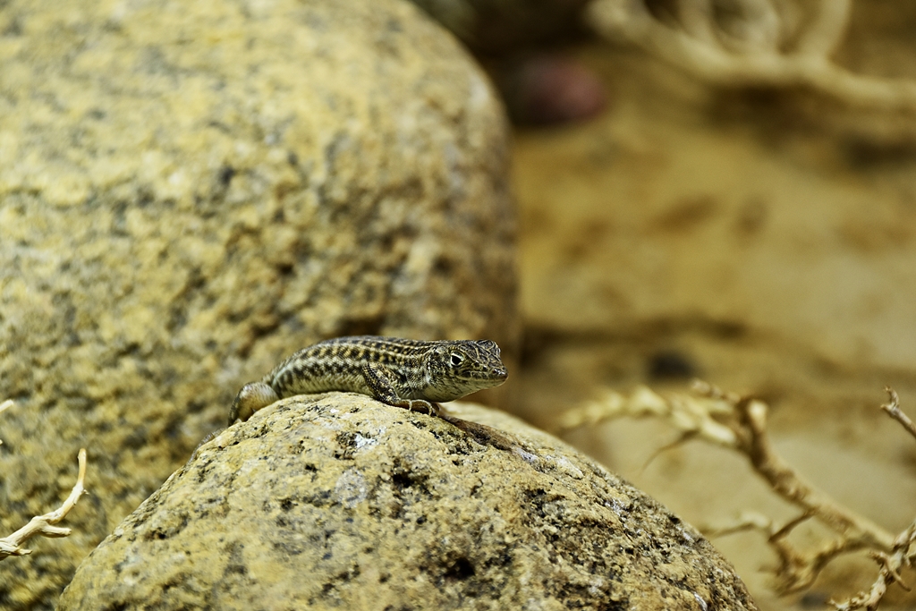 Bosc's fringe-toed lizard