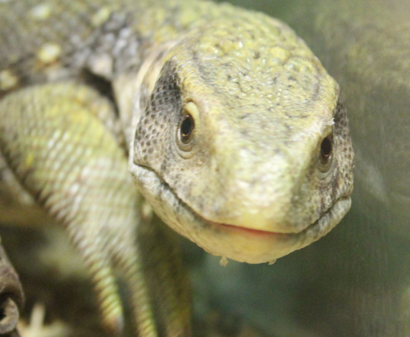 Bosc's monitor