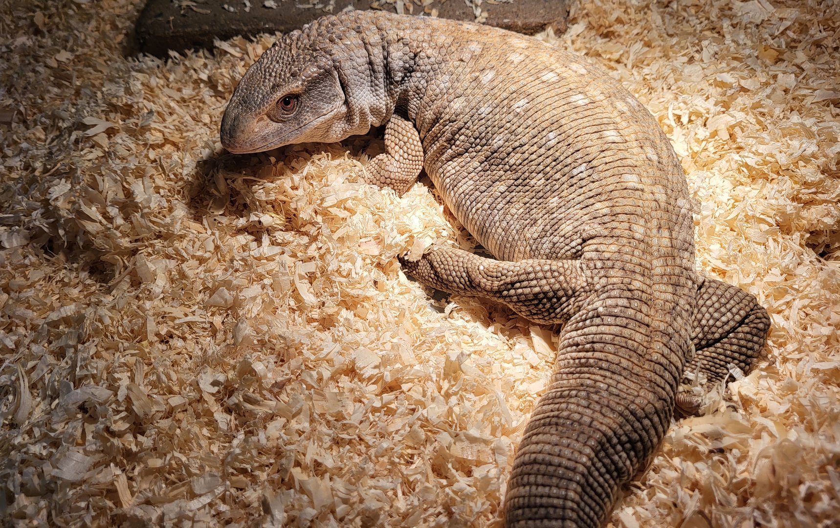 Bosc's monitor