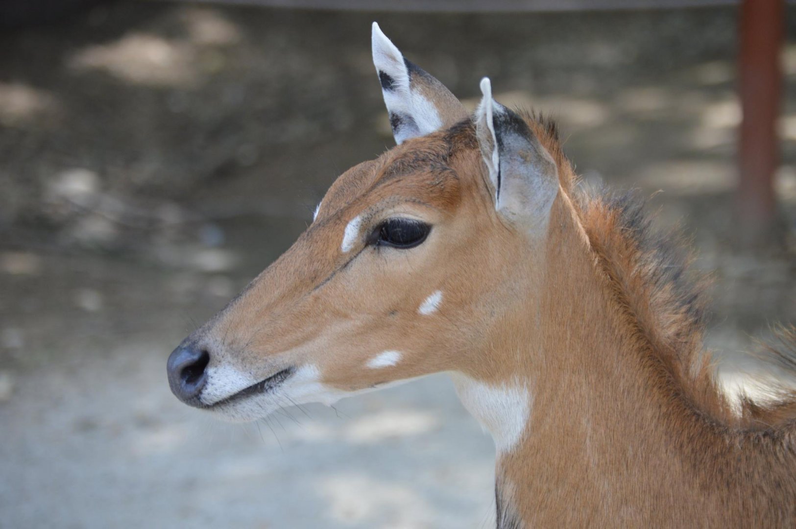 Boselaphus tragocamelus - Safari Lake Geneva