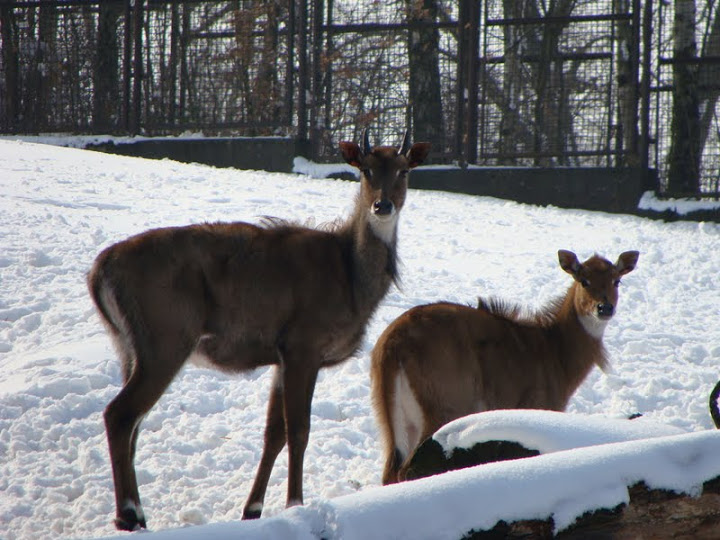 Boselaphus tragocamelus