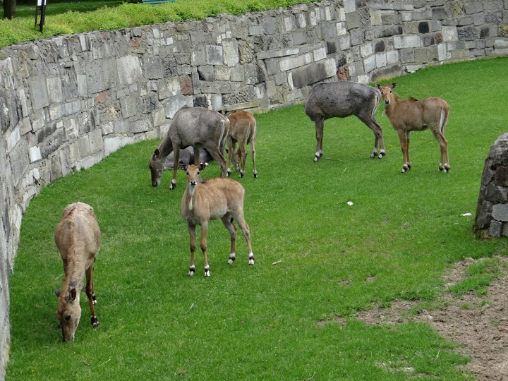 Boselaphus tragocamelus